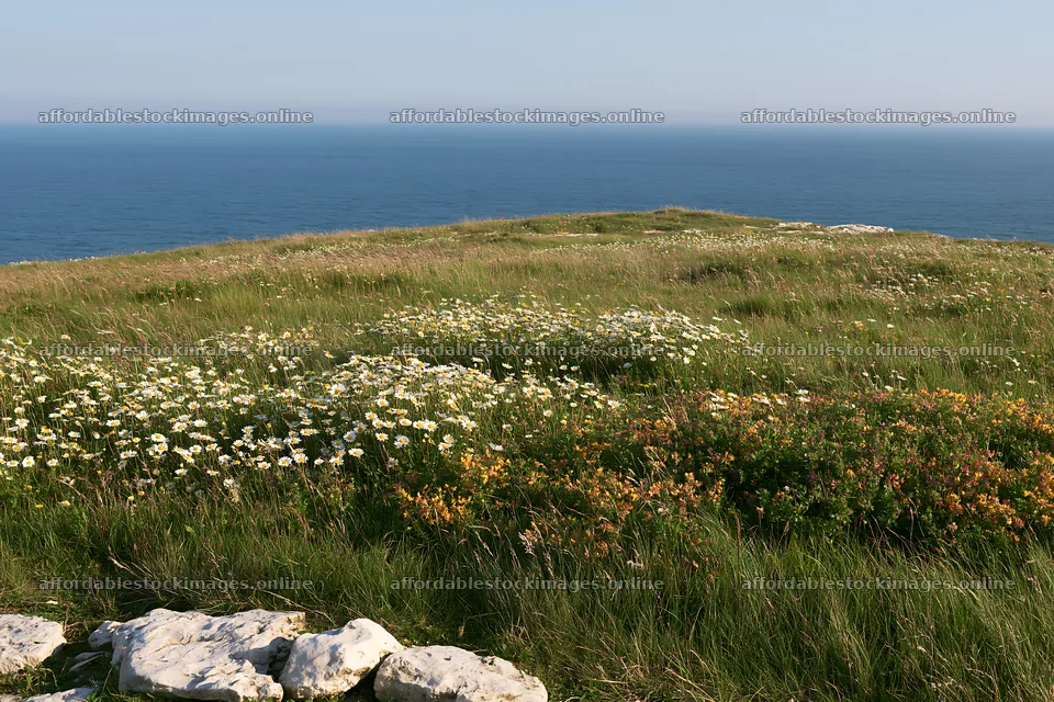 Coastal cliff meadow with flowers overlooking the ocean – stock images 9722x6480