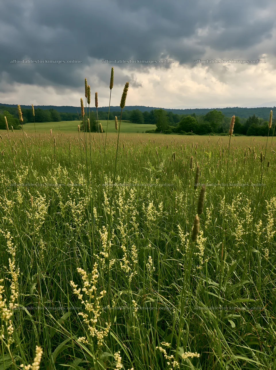 Tall grass meadow with cloudy sky above the green landscape – stock images 6866x9174