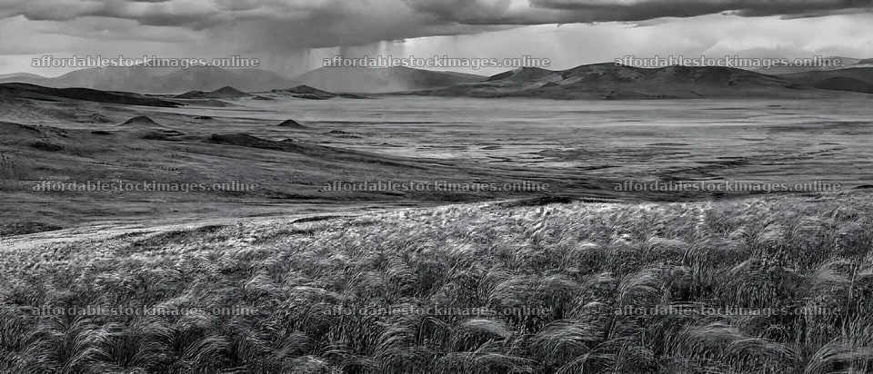 Rewilding meadow displays open grasslands and distant mountains – stock images 12116x5200