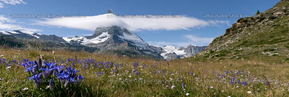 Matterhorn wildflower meadow with blue flowers under cloudy sky – stock images 13690x4602