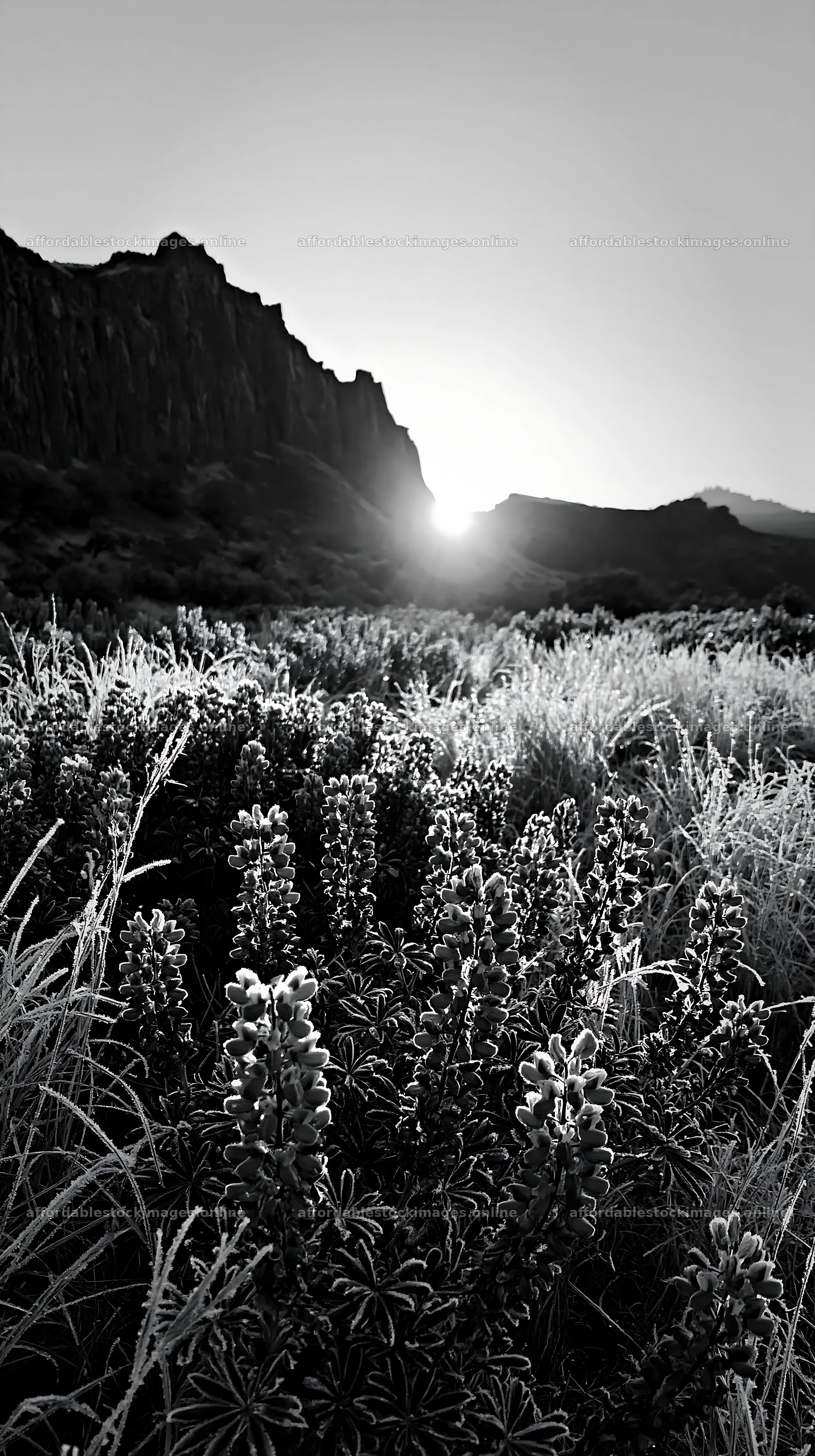 Frosty meadow at sunrise with mountains in background – stock images 5938x10608