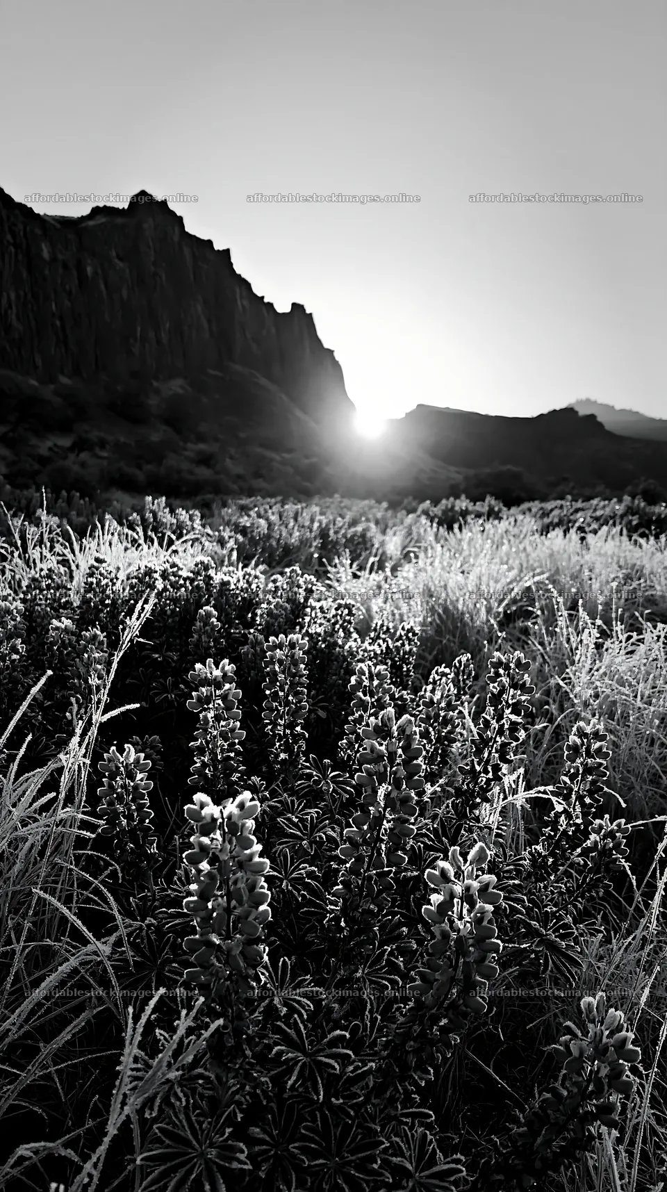 Frosty meadow at sunrise with mountains in background – stock images 5938x10608