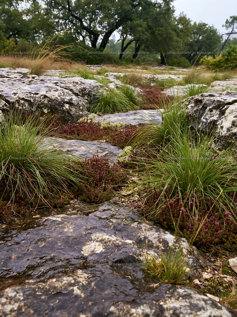 Climate-resilient meadow with grass and rocks – stock images 6866x9174