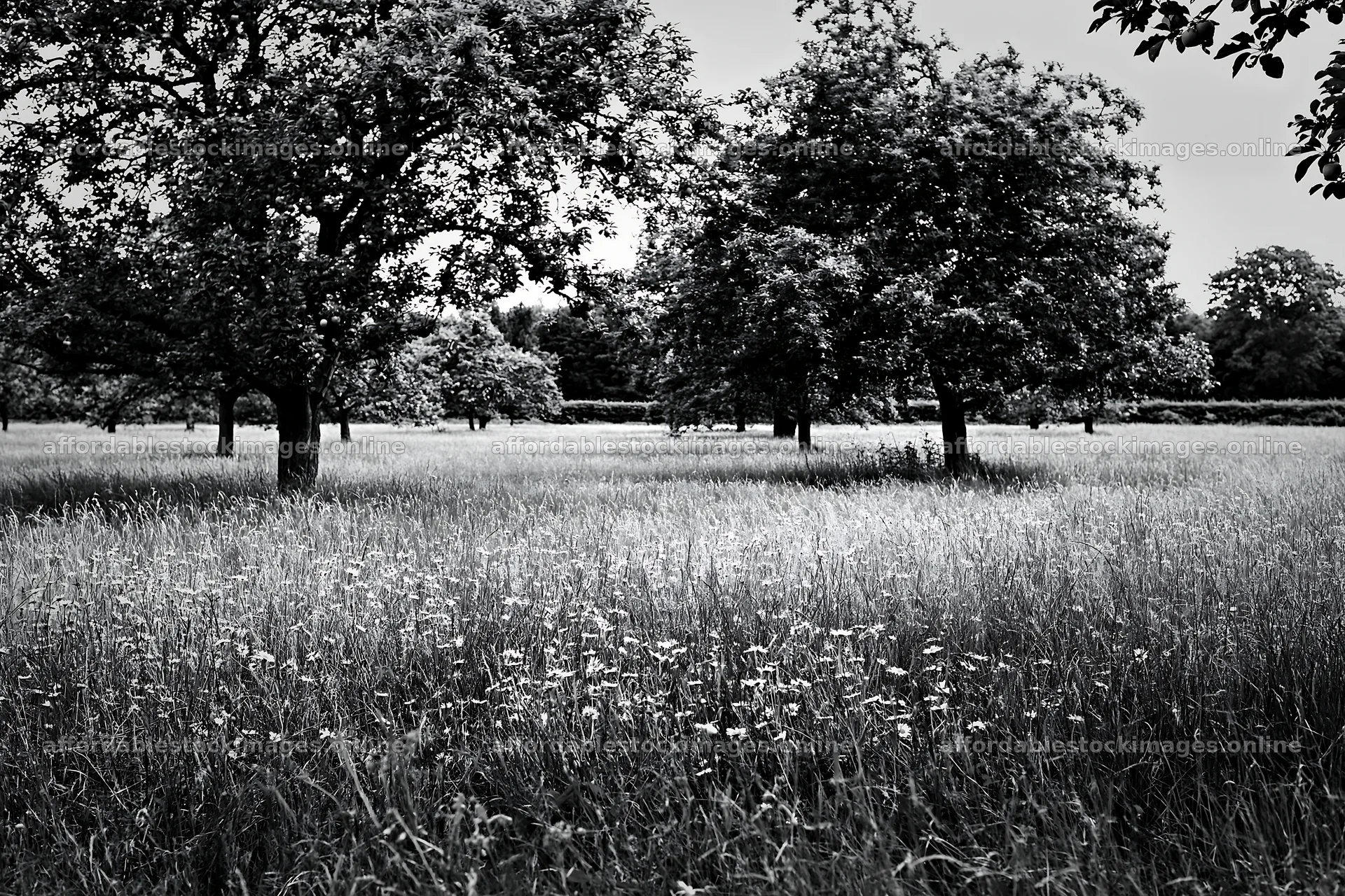 Daisy apple meadow in black and white without bright colors – stock images 9722x6480