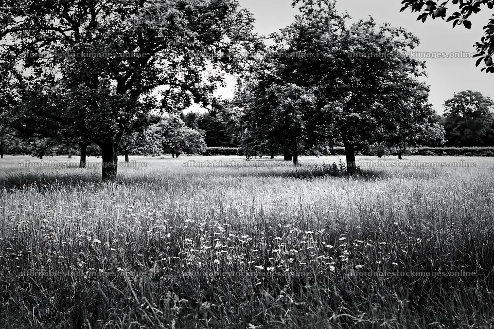 Daisy apple meadow in black and white without bright colors – stock images 9722x6480