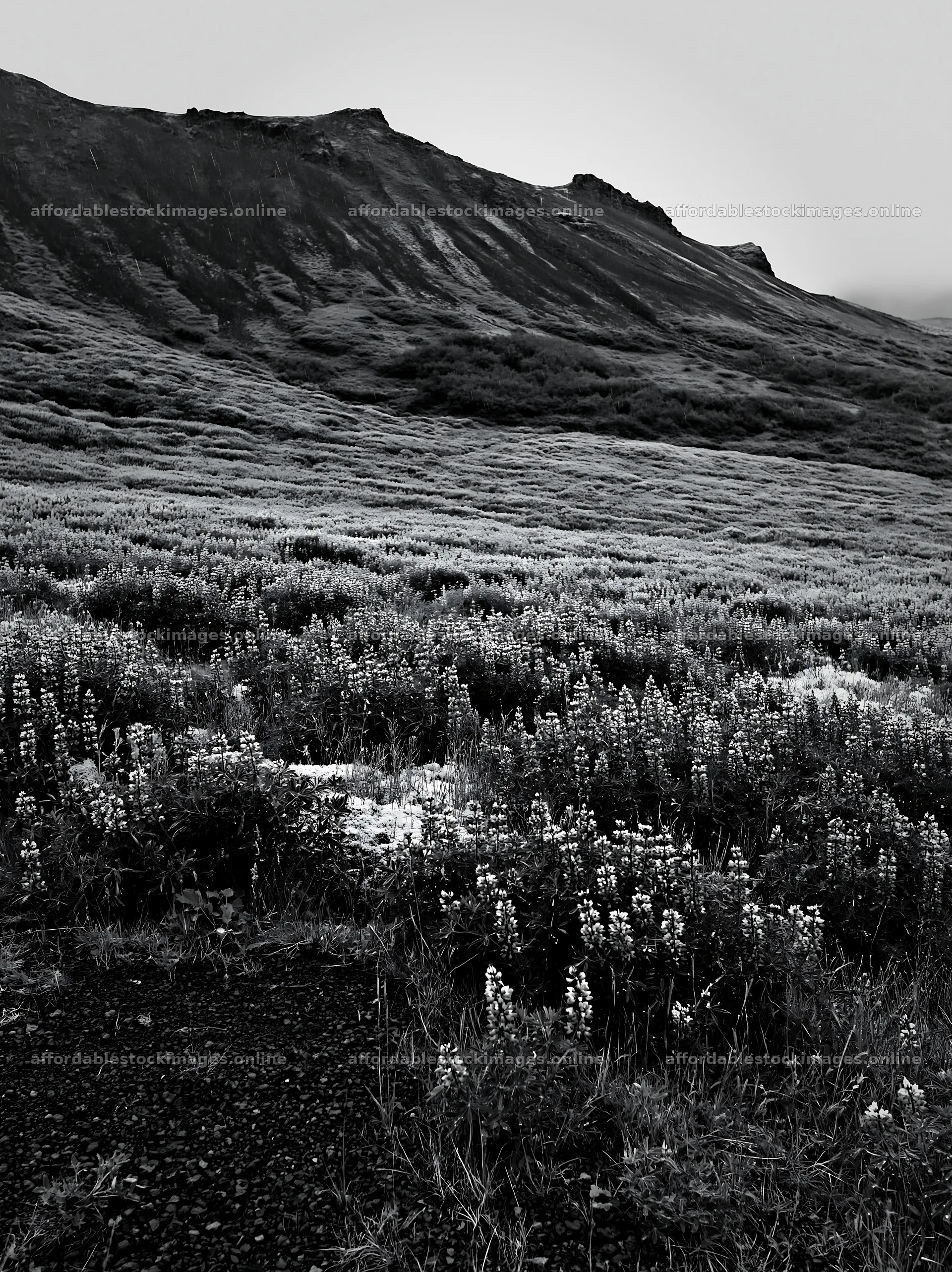 Rain soaked meadow with flowers in mountainous terrain – stock images 6866x9174