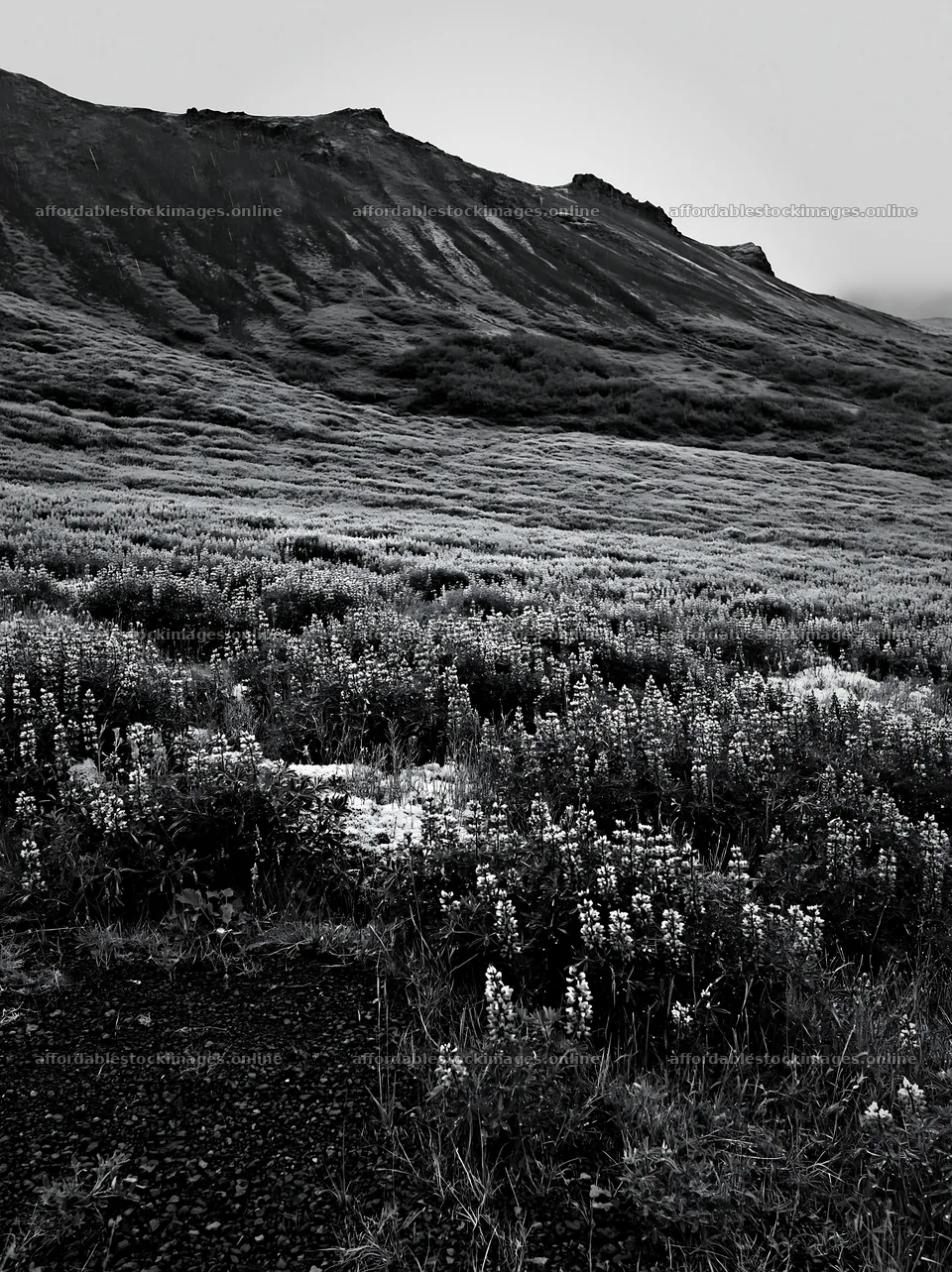 Rain soaked meadow with flowers in mountainous terrain – stock images 6866x9174