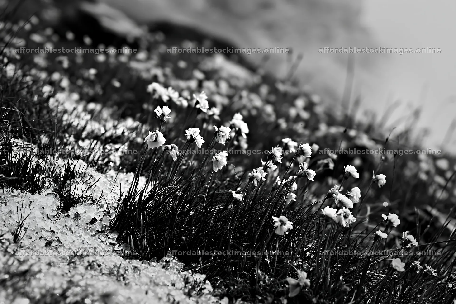 Climate-resilient meadow with blooming flowers in black and – stock images 9722x6480