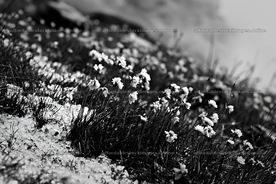 Climate-resilient meadow with blooming flowers in black and – stock images 9722x6480
