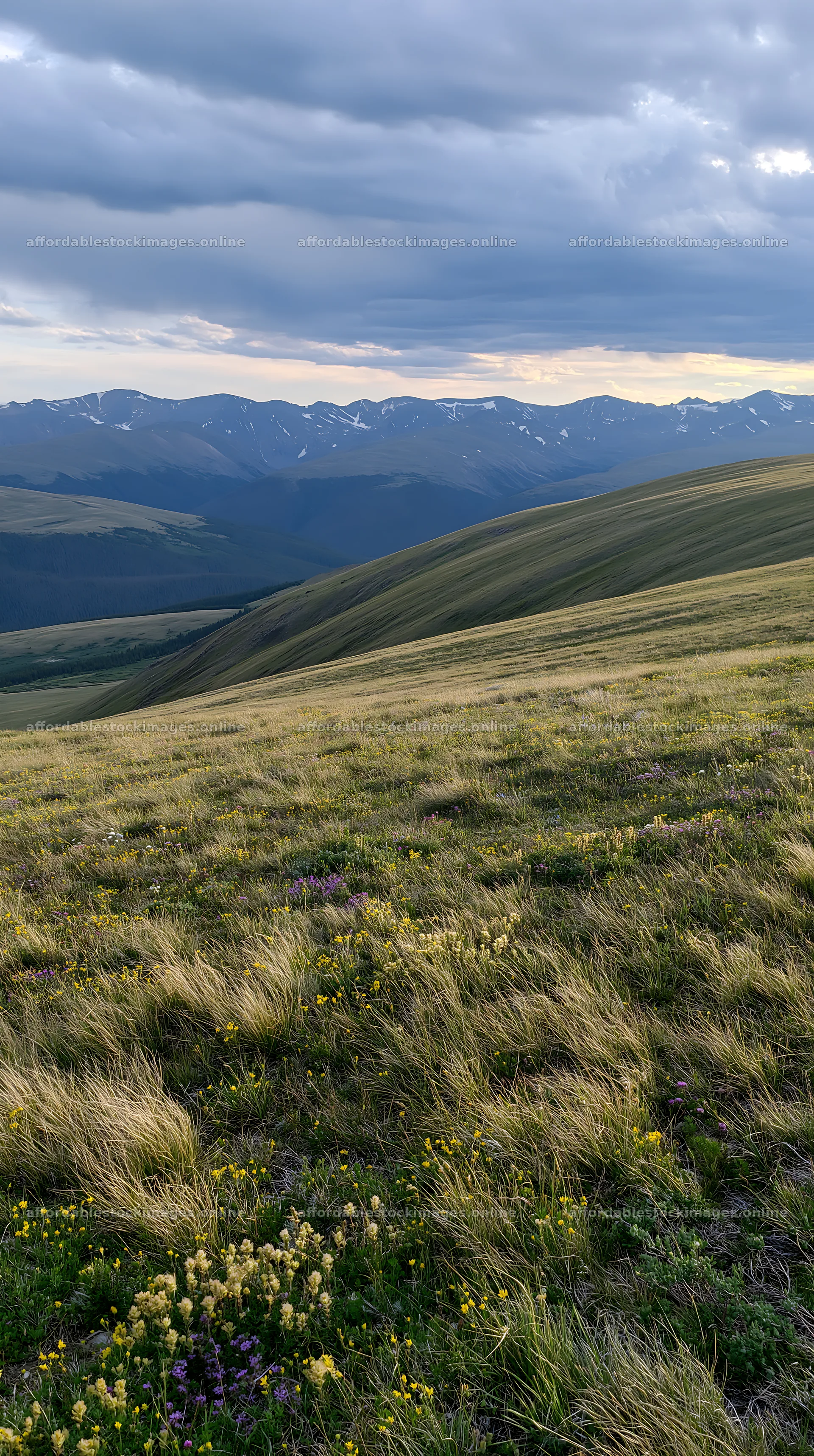 Climate-resilient meadow with mountain view during sunset – stock images 5938x10608