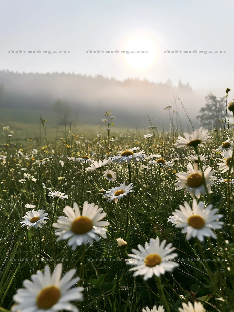 Colorful daisy meadow under a rising sun in the morning fog – stock images 6866x9174