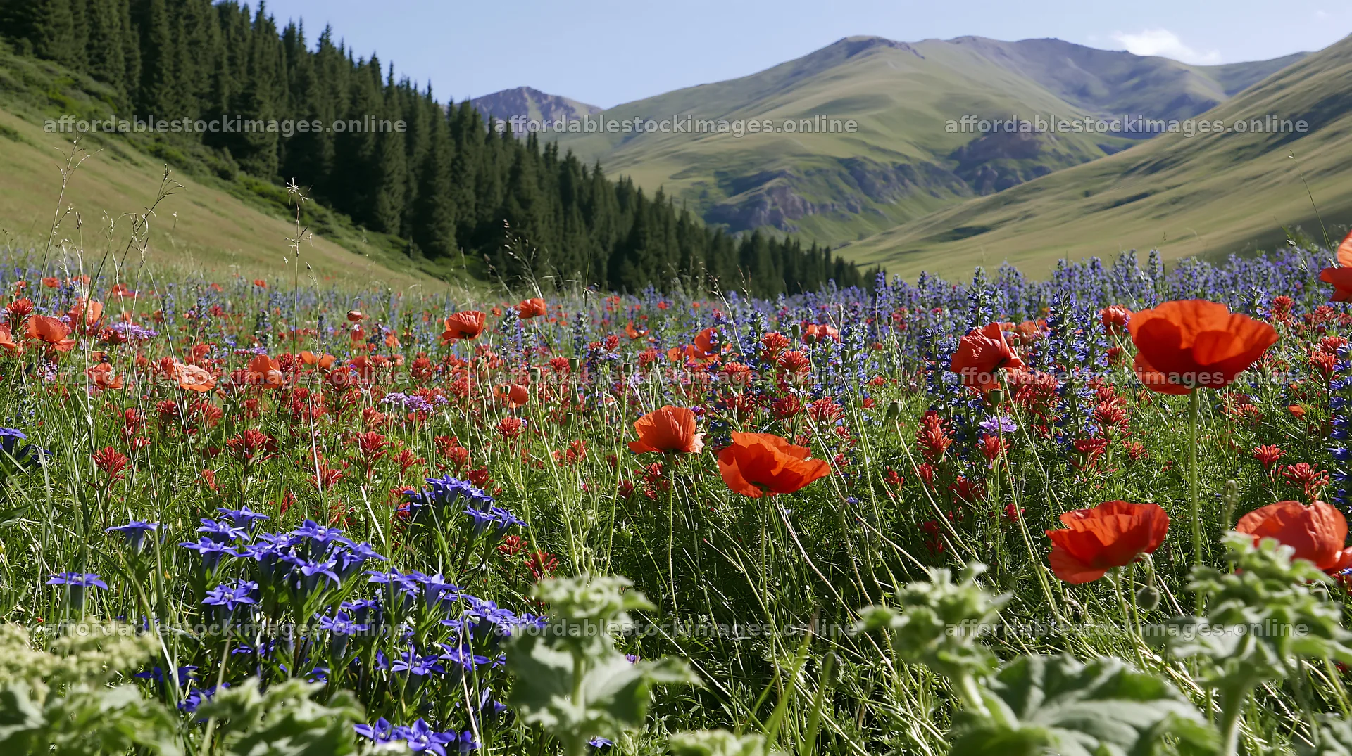 Poppy and larkspur meadow in a valley with mountains – stock images 10608x5938