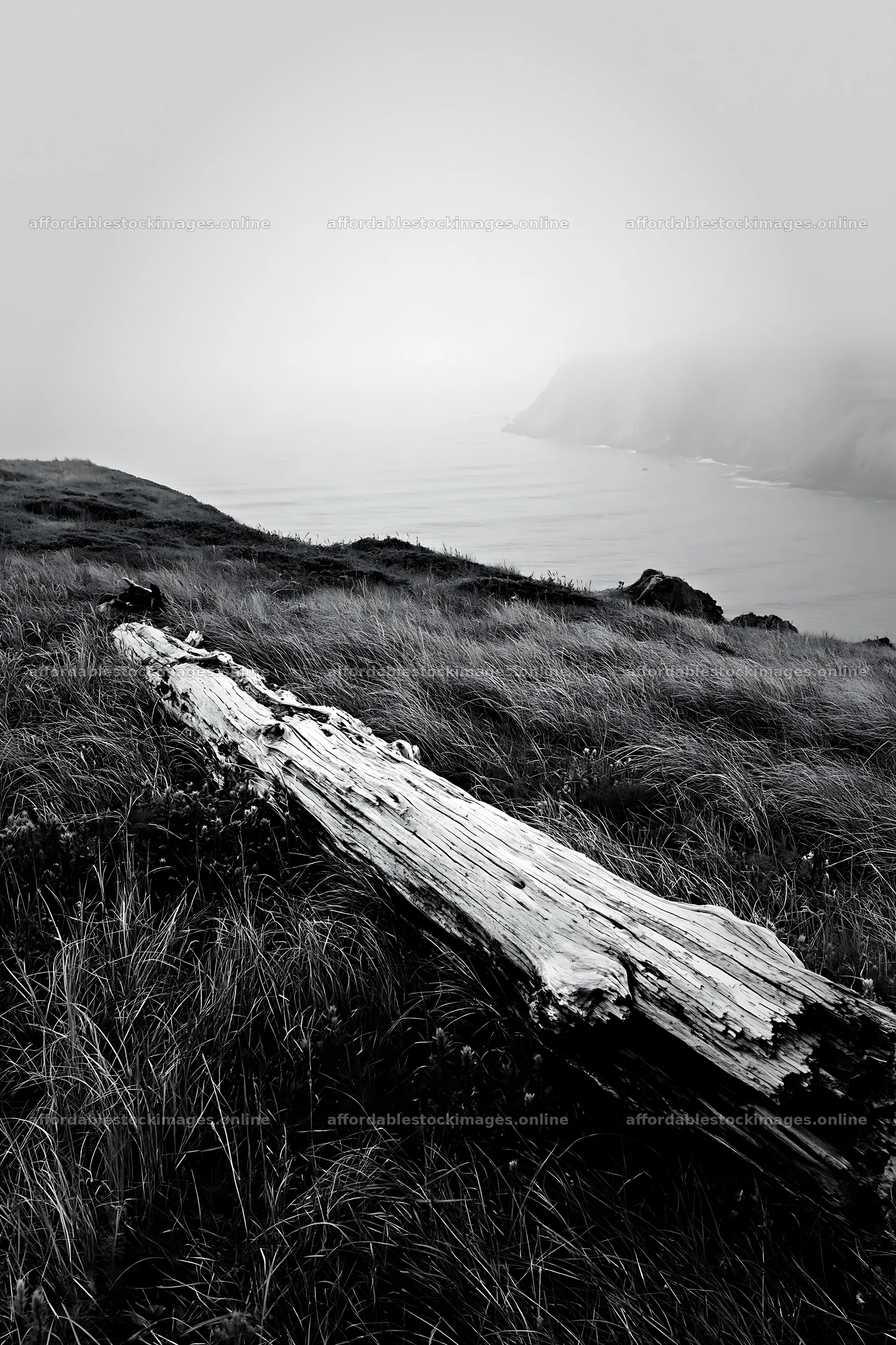 Weathered log on meadow near coastal cliffs – stock images 6480x9722