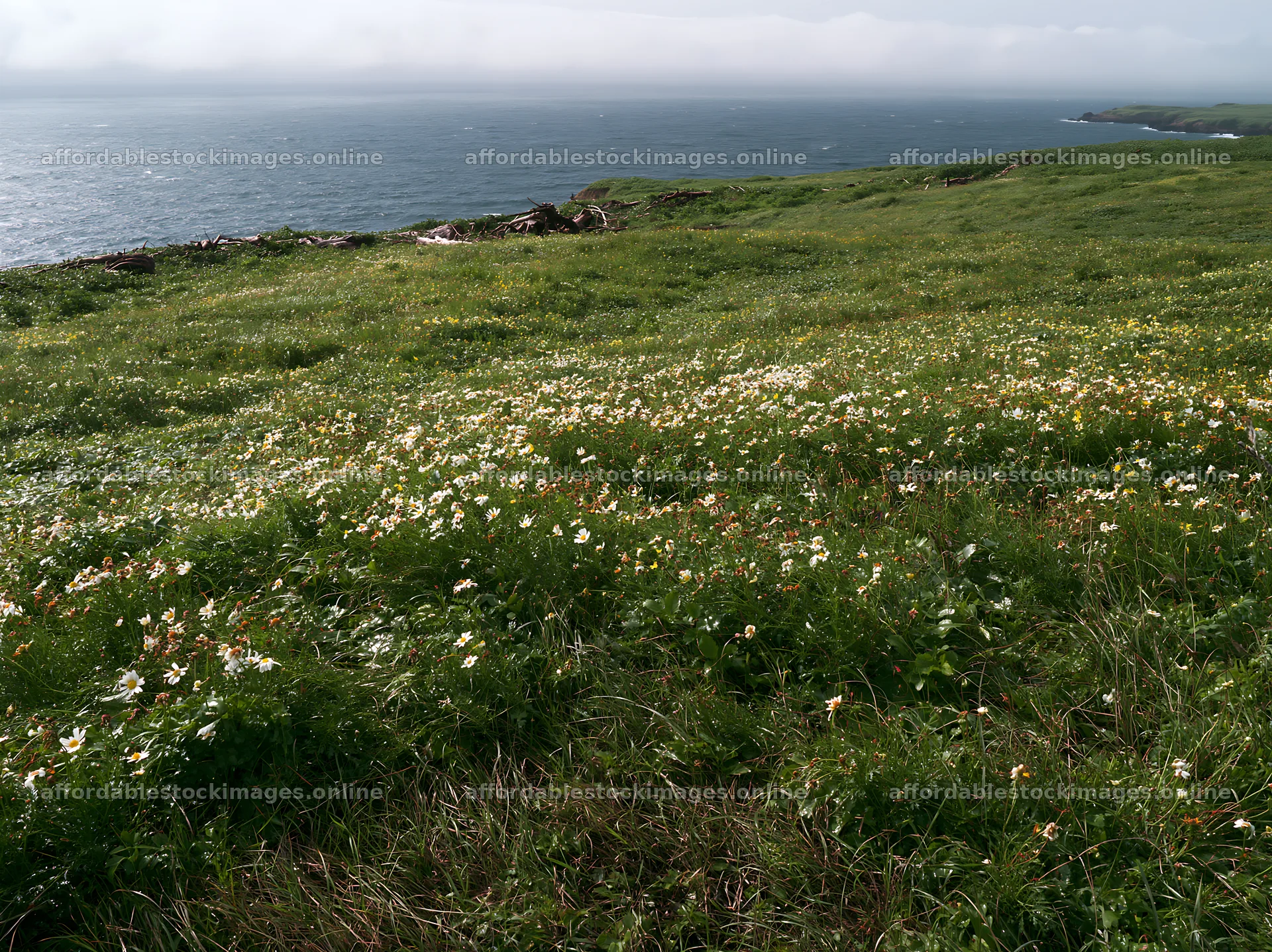 Ishikawa coastal meadow storm washed driftwood on grassy field – stock images 9174x6866