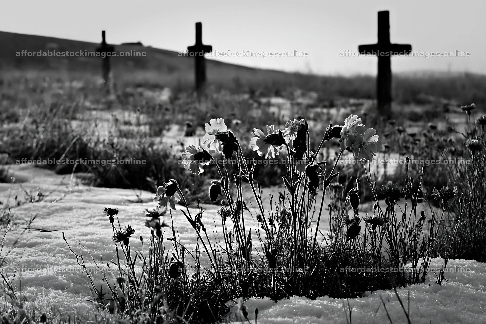 Multiple Christian crosses in snowy meadow with flowers – stock images 9722x6480