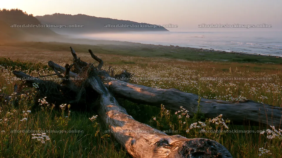 Ishikawa coastal meadow storm washed driftwood on the shore – stock images 10608x5938