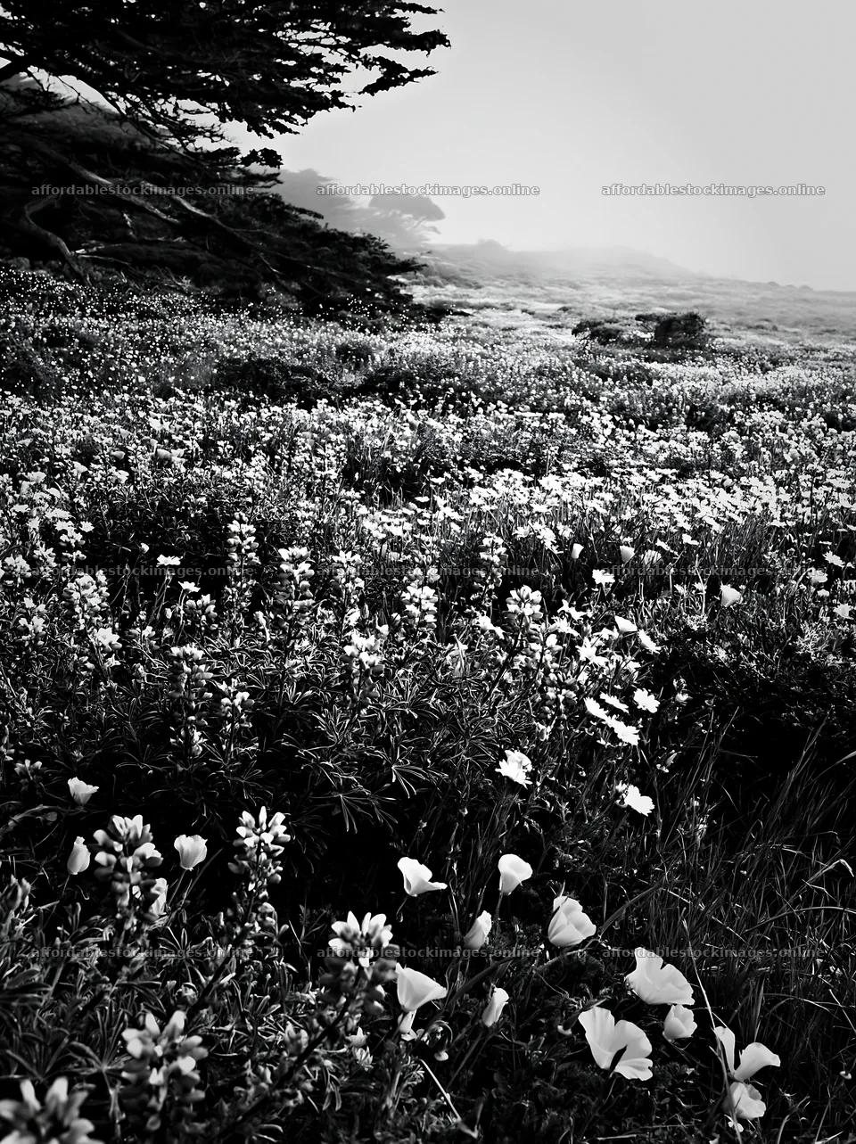 Wide Christmas meadow with native flowers and fairy lights – stock images 6866x9174