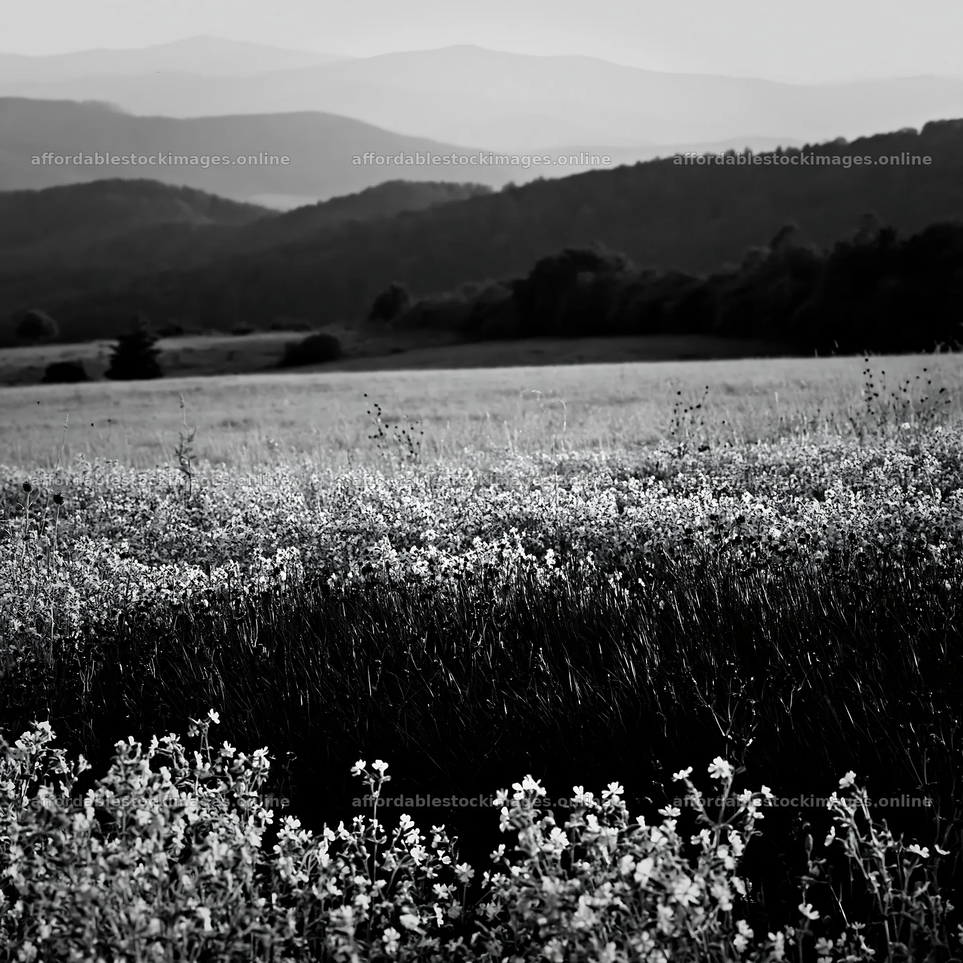 Slovak meadow across Carpathian valley with flowers and – stock images 7938x7938