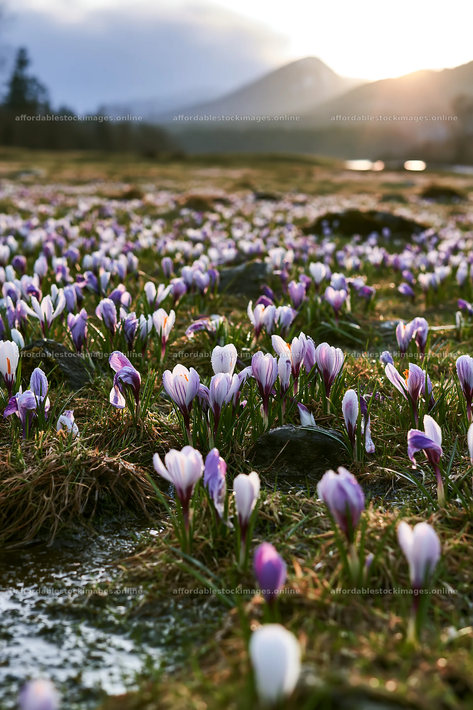 Meadow with blooming crocuses during sunset – stock images 6480x9722
