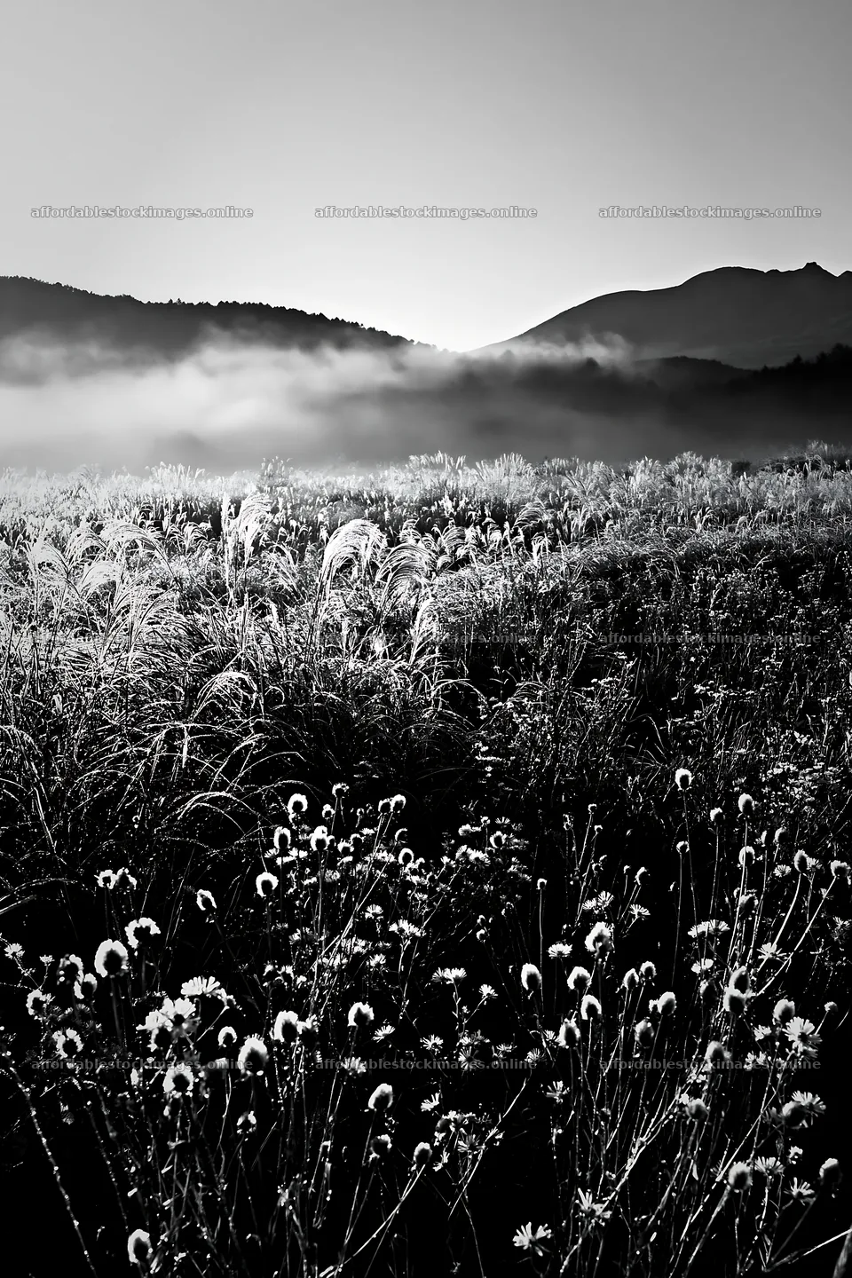 Biodiverse Nagano silver grass meadow dew in morning light – stock images 6480x9722