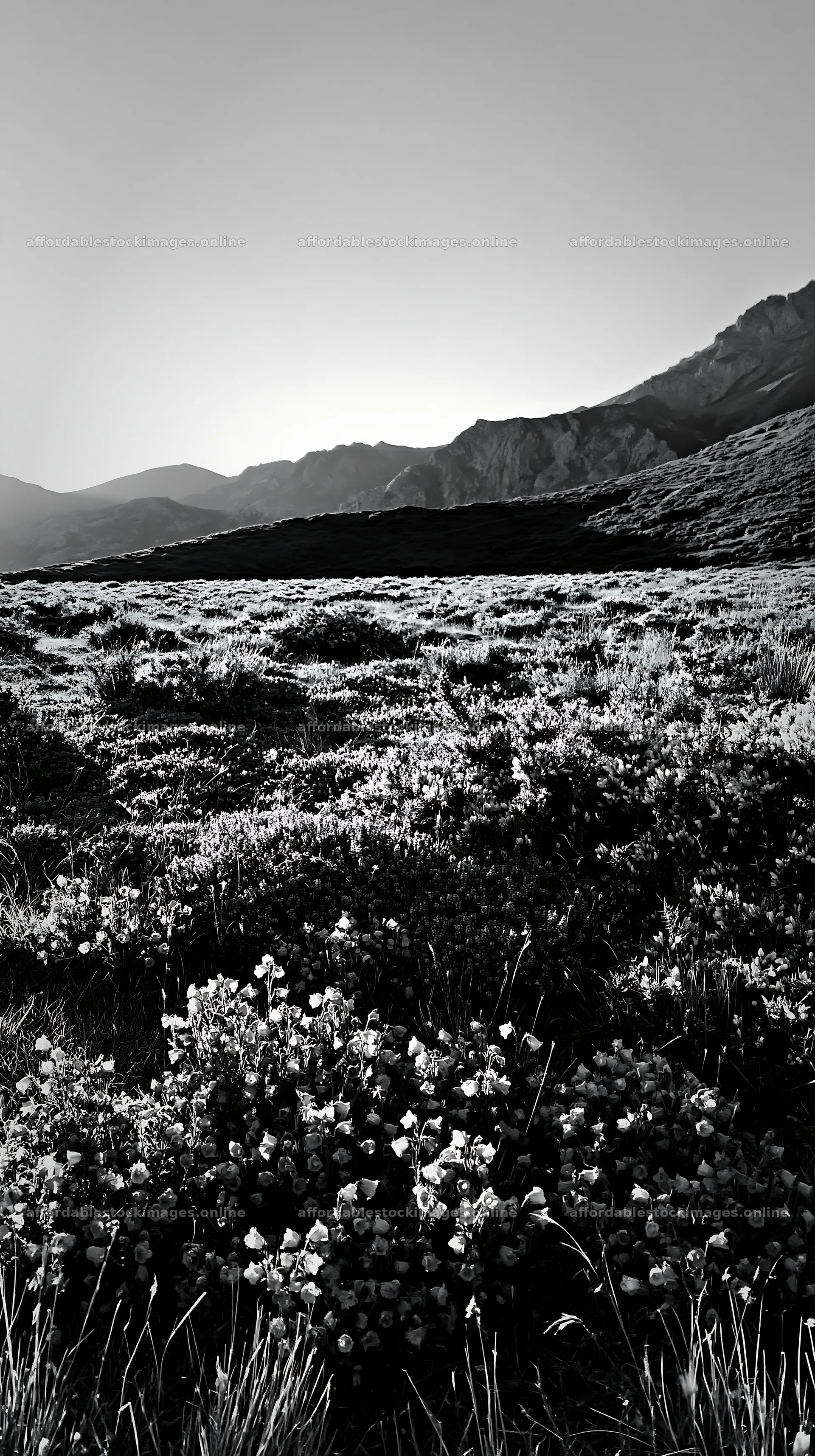 Sunrays over Picos de Europa meadow with flowers – stock images 5938x10608