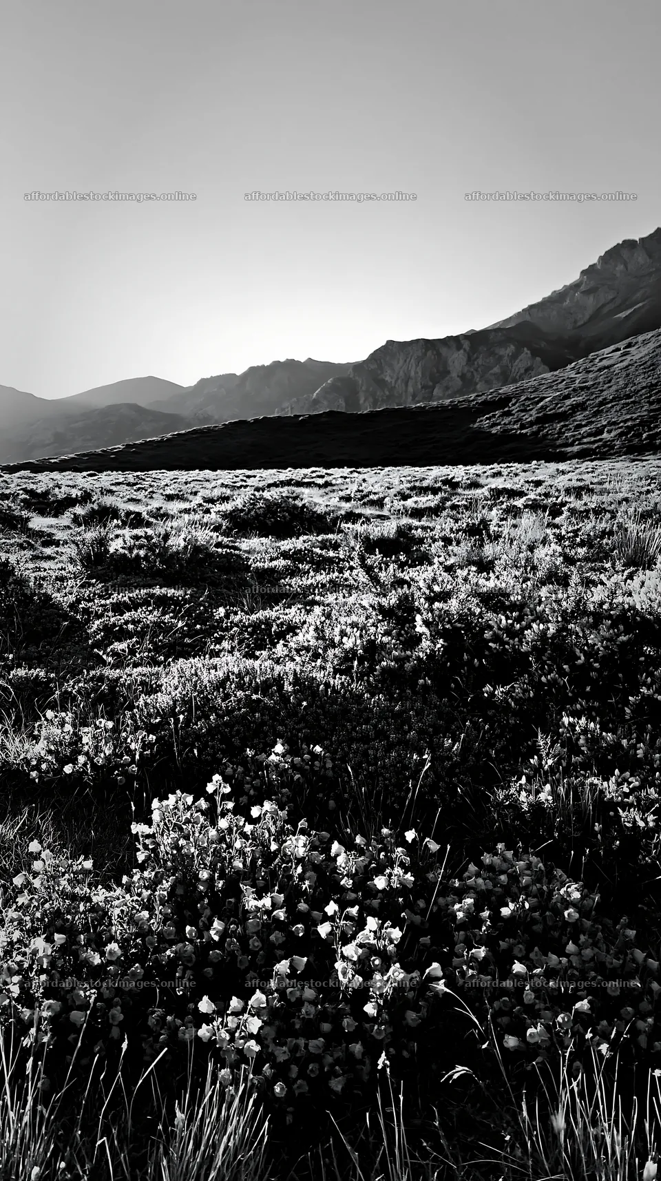 Sunrays over Picos de Europa meadow with flowers – stock images 5938x10608