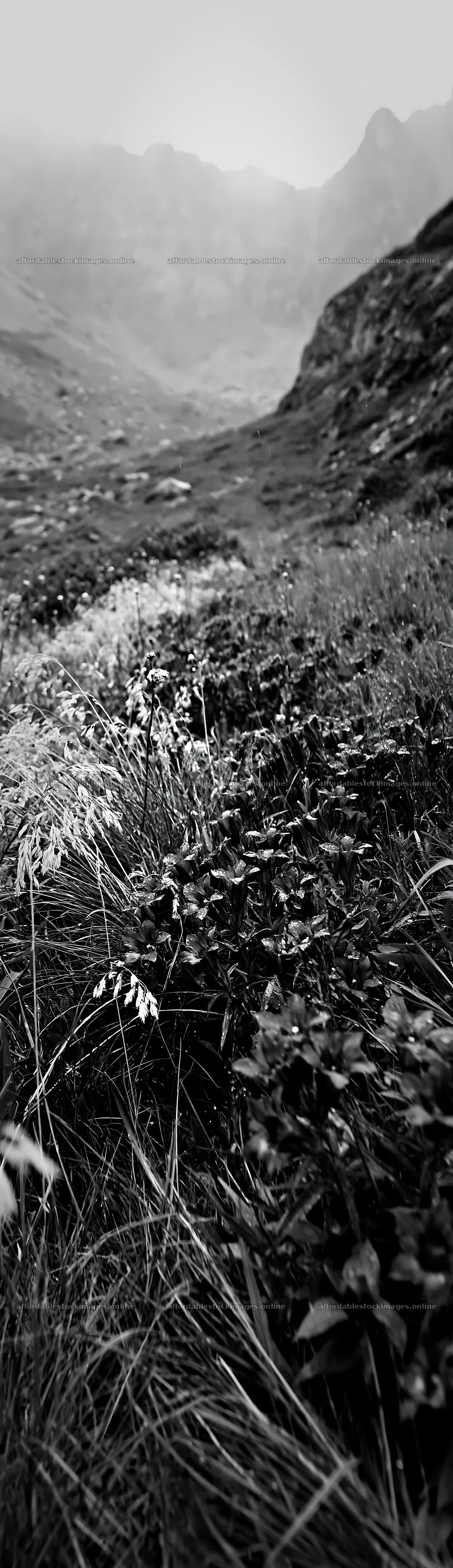 Rainy valley meadow with grass and wild plants – stock images 4268x14762