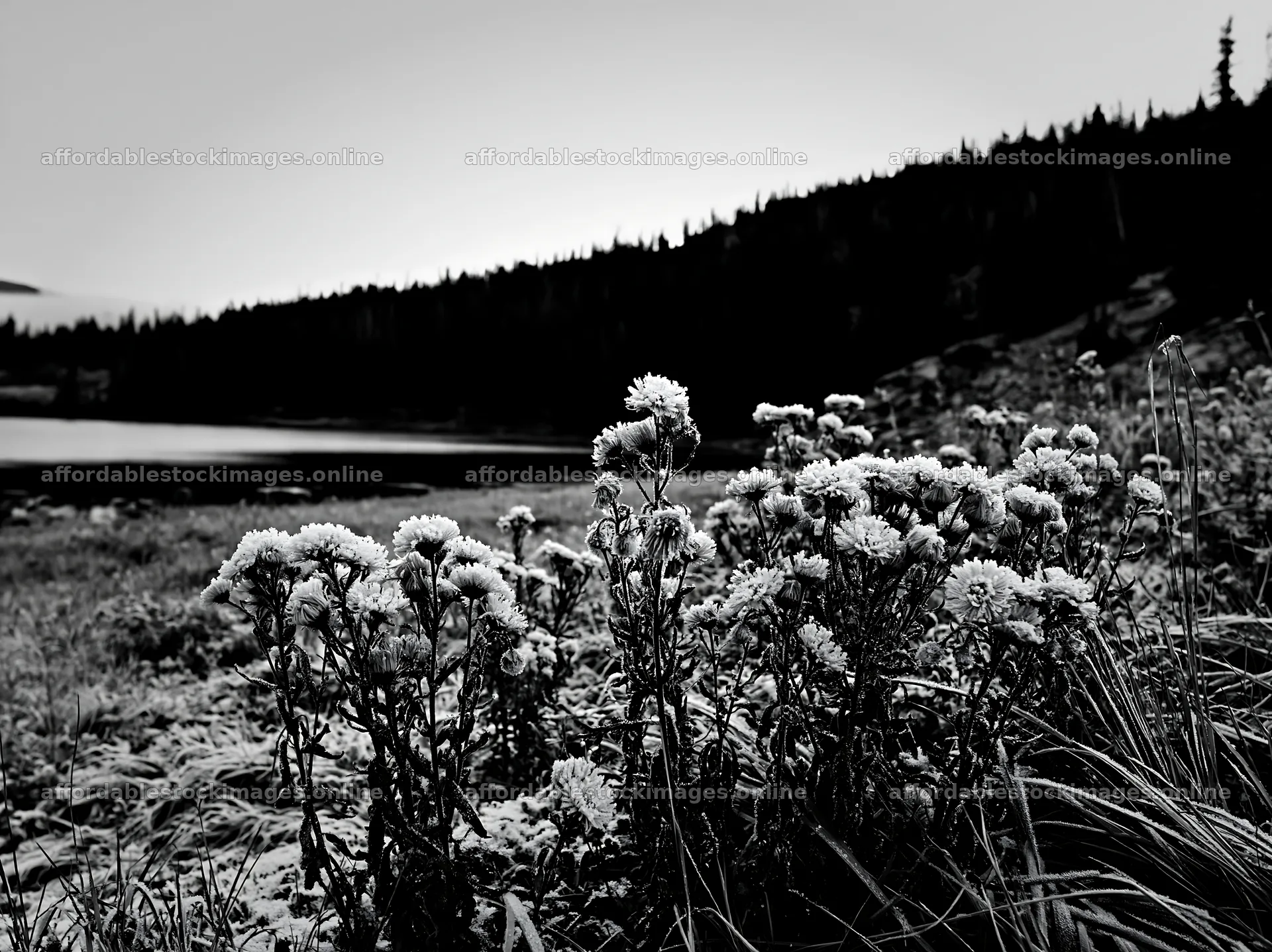 Lakeside meadow after first snowfall in winter – stock images 9174x6866