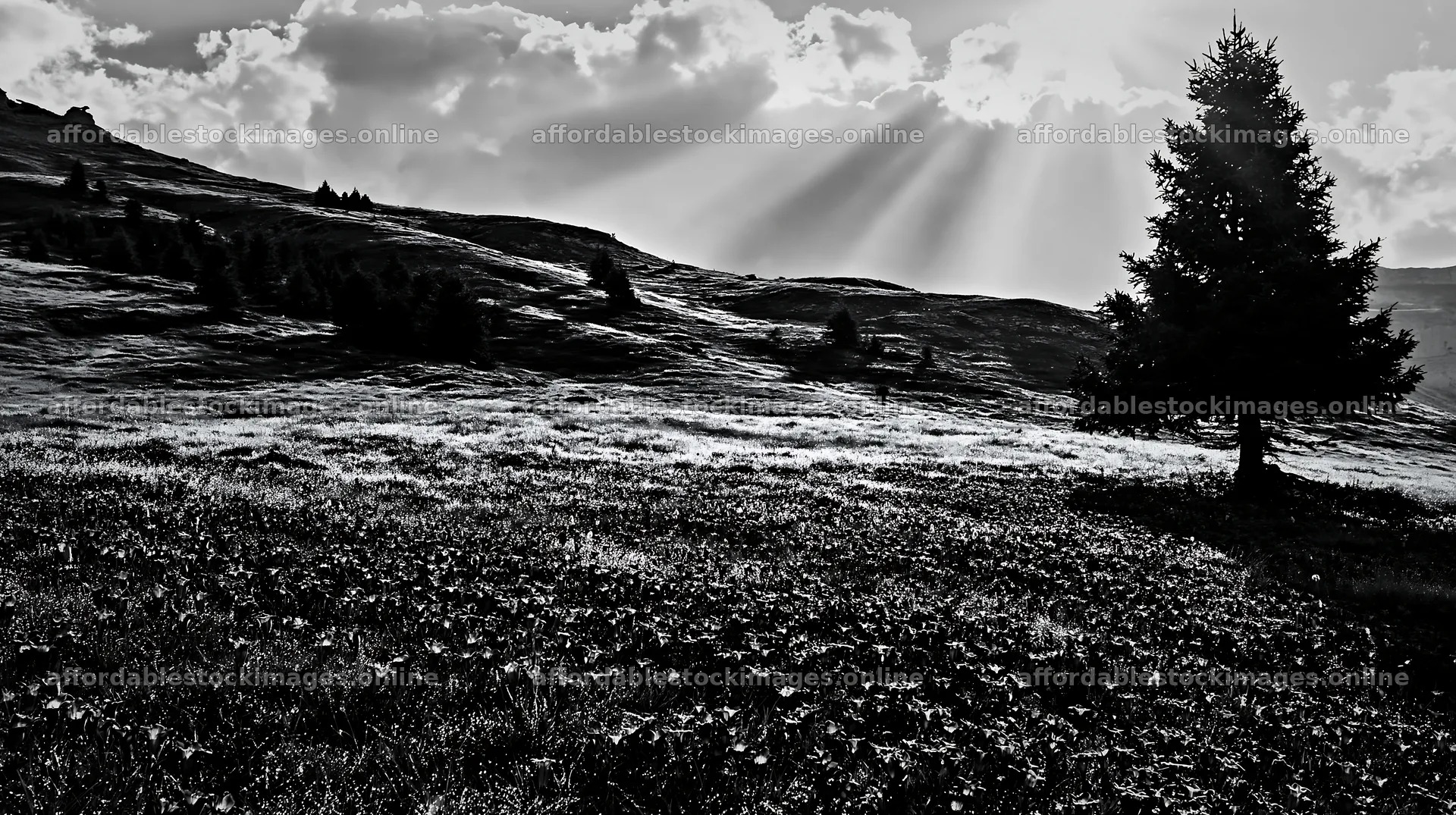 Christmas tree in meadow with light rays shining through clouds – stock images 10608x5938