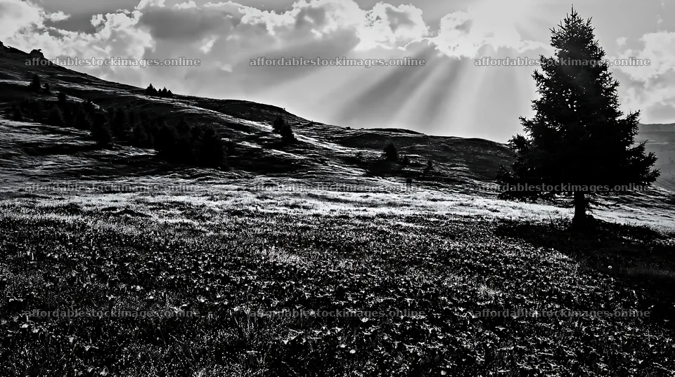 Christmas tree in meadow with light rays shining through clouds – stock images 10608x5938
