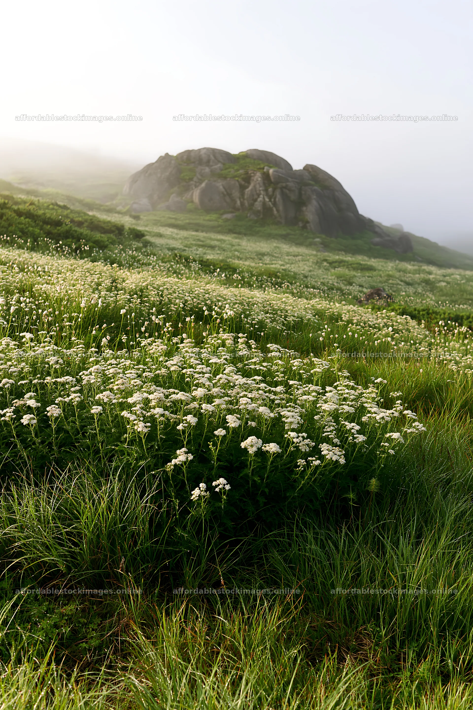 Drought resilient meadow with granite boulder in Nagano – stock images 6480x9722