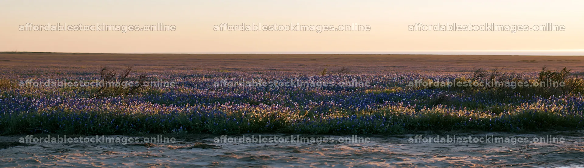 Bluebonnet meadow at sunrise in Texas – stock images 14762x4268