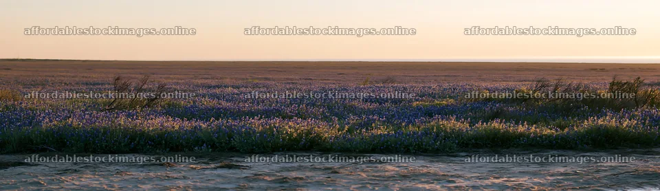 Bluebonnet meadow at sunrise in Texas – stock images 14762x4268