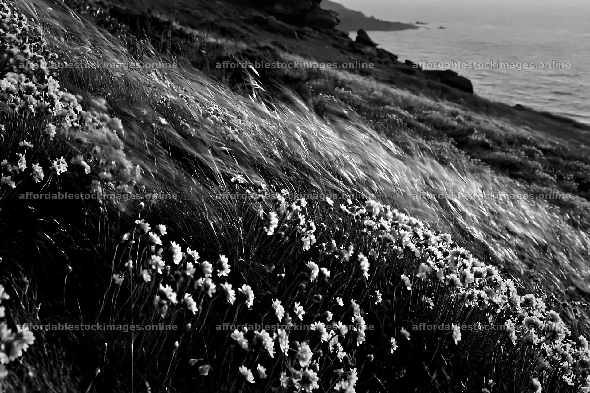 Pink campion meadow by the sea during sunset – stock images 9722x6480