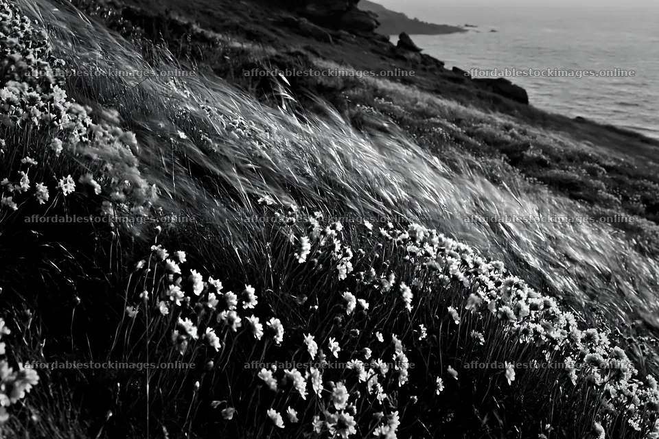 Pink campion meadow by the sea during sunset – stock images 9722x6480