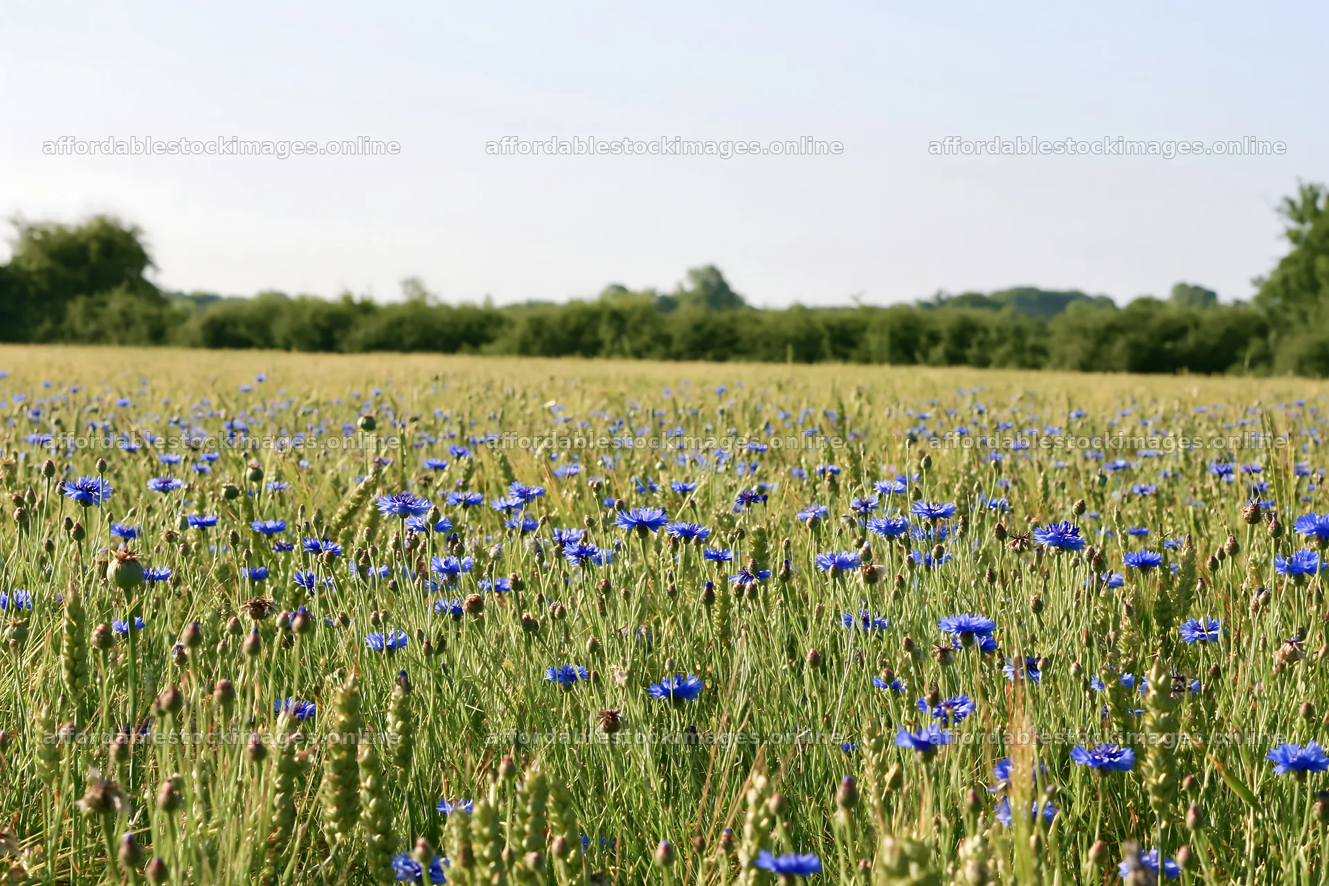 Cornflower meadow website header image – stock images 9722x6480