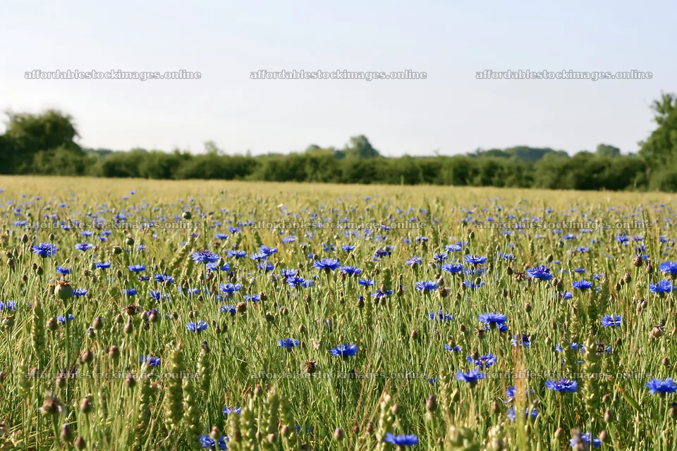 Cornflower meadow website header image – stock images 9722x6480