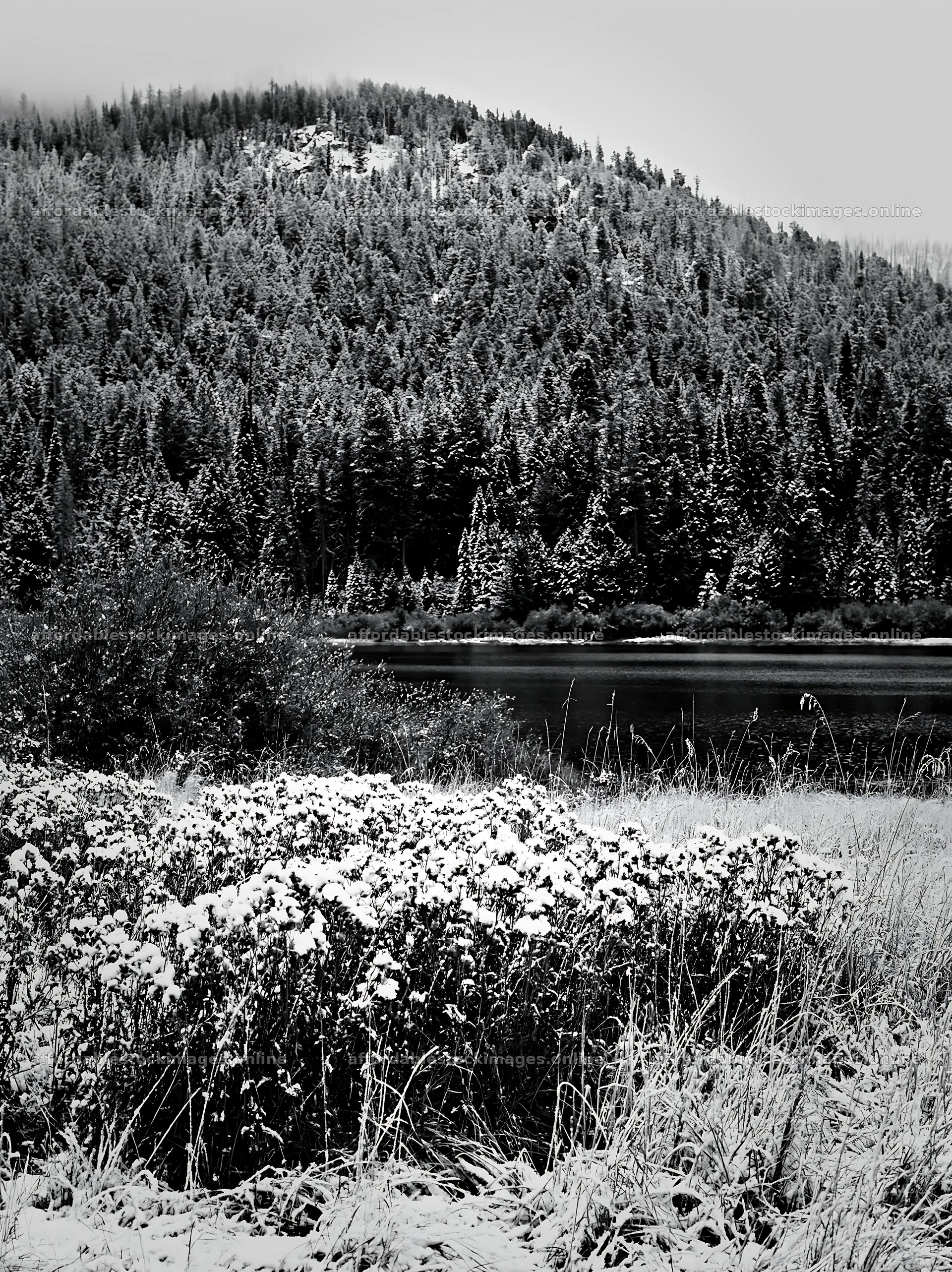 Lakeside meadow after first snowfall in black and white – stock images 6866x9174