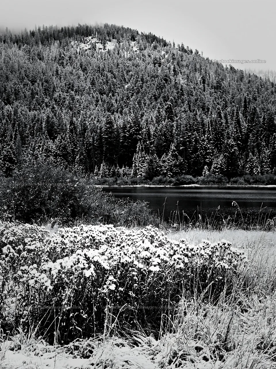 Lakeside meadow after first snowfall in black and white – stock images 6866x9174