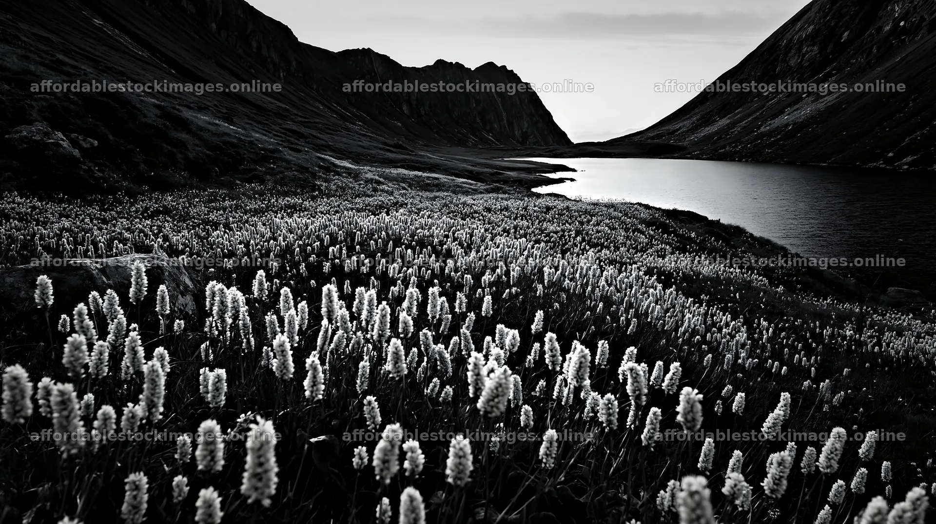 Swiss meadow with flowers beside alpine lake – stock images 10608x5938