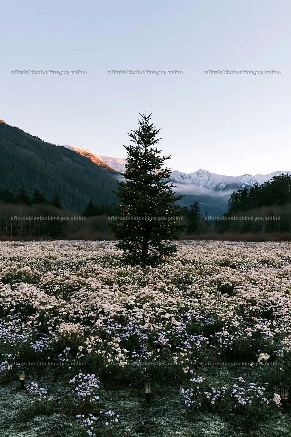 Christmas tree in mountain valley meadow with snow-capped peaks – stock images 6480x9722