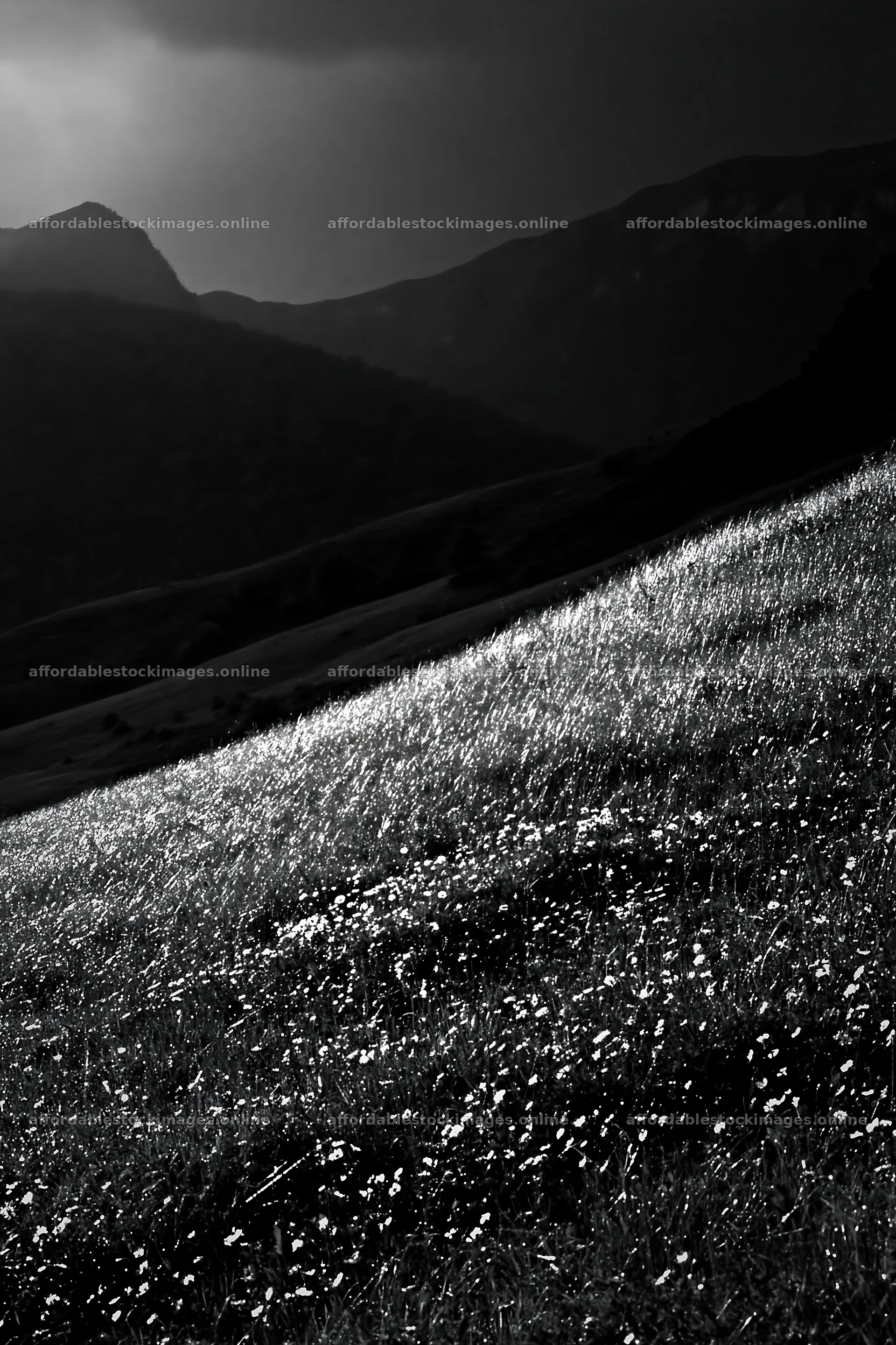 Meadow in the Pyrenees with flowers and mountains – stock images 6480x9722