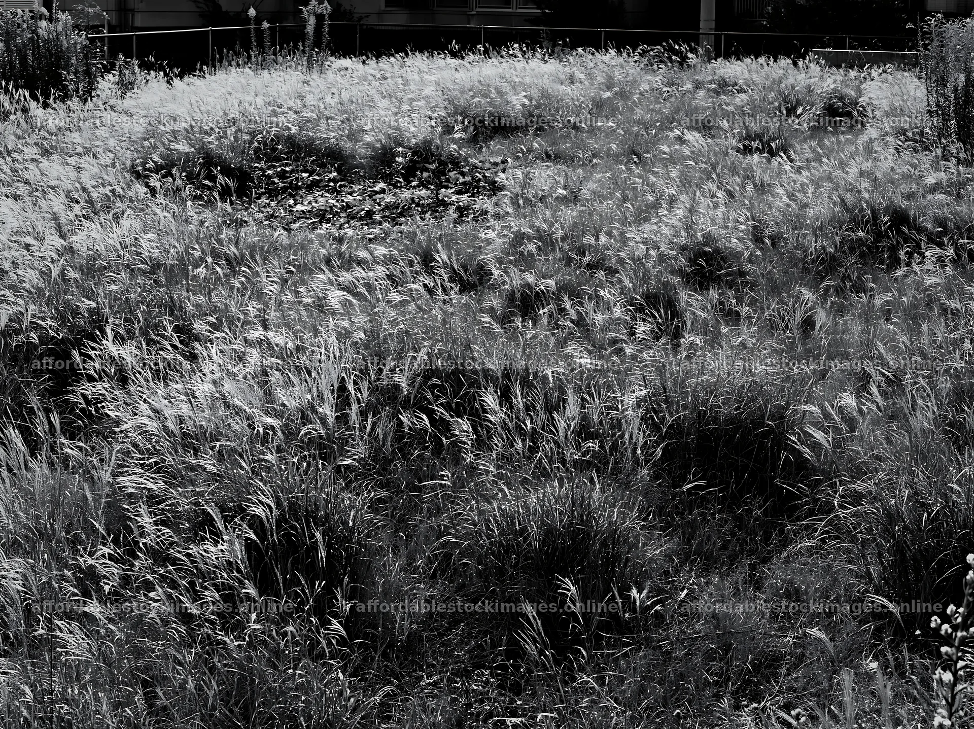 Tokyo urban biodiversity meadow with seedheads in sunlight – stock images 9174x6866