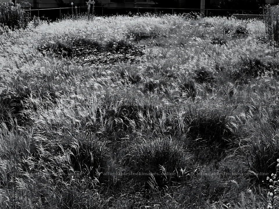 Tokyo urban biodiversity meadow with seedheads in sunlight – stock images 9174x6866