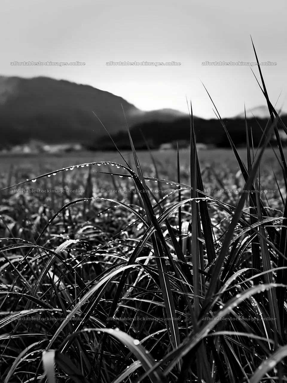 Fukui native grass meadow with rain droplets in black and white – stock images 6866x9174