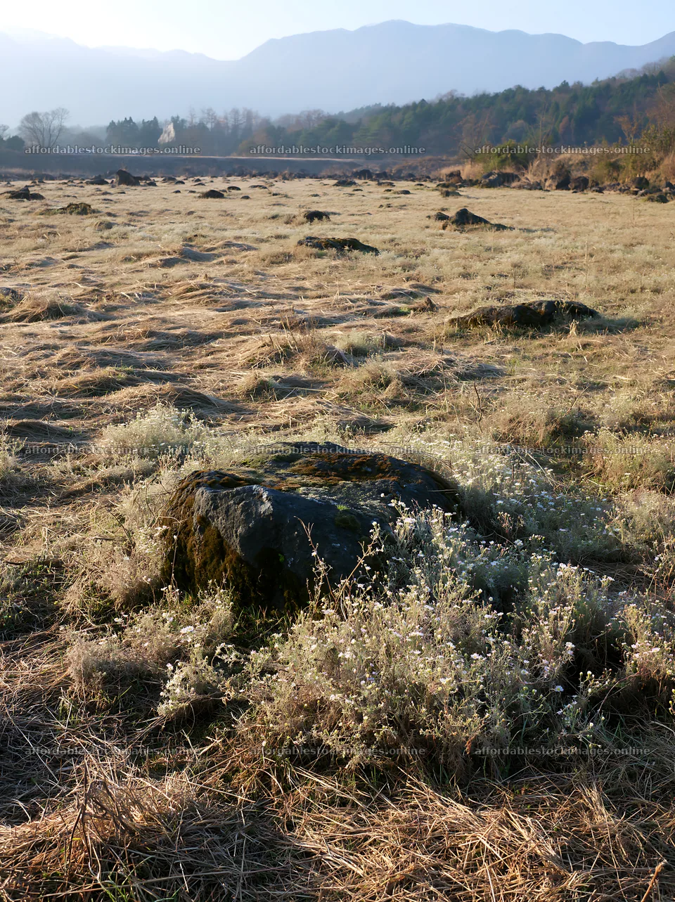 Yamanashi meadow with basalt stones and wild flowers – stock images 6866x9174