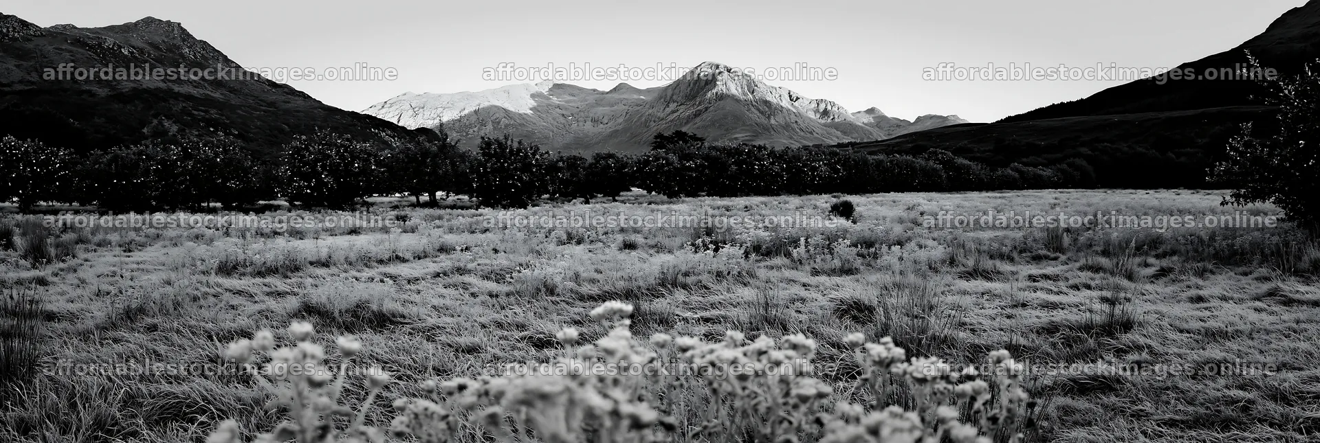 Highland apple meadow with mountains in the background – stock images 13690x4602