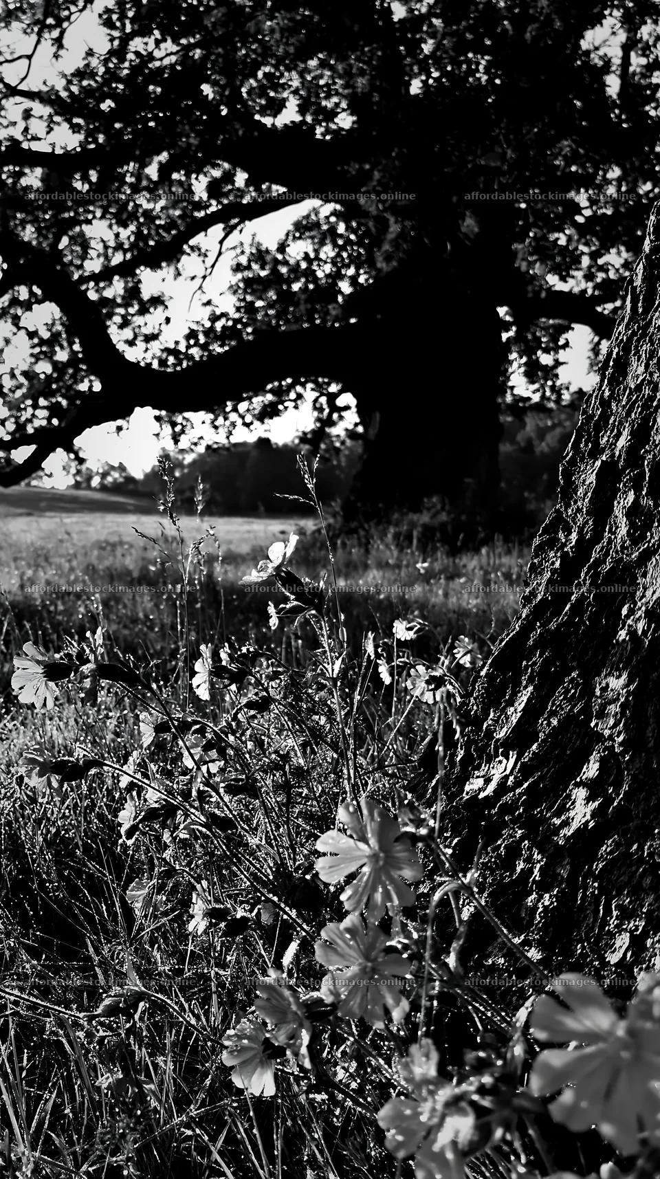 Silver dew on flowers in a meadow with a large tree – stock images 5938x10608