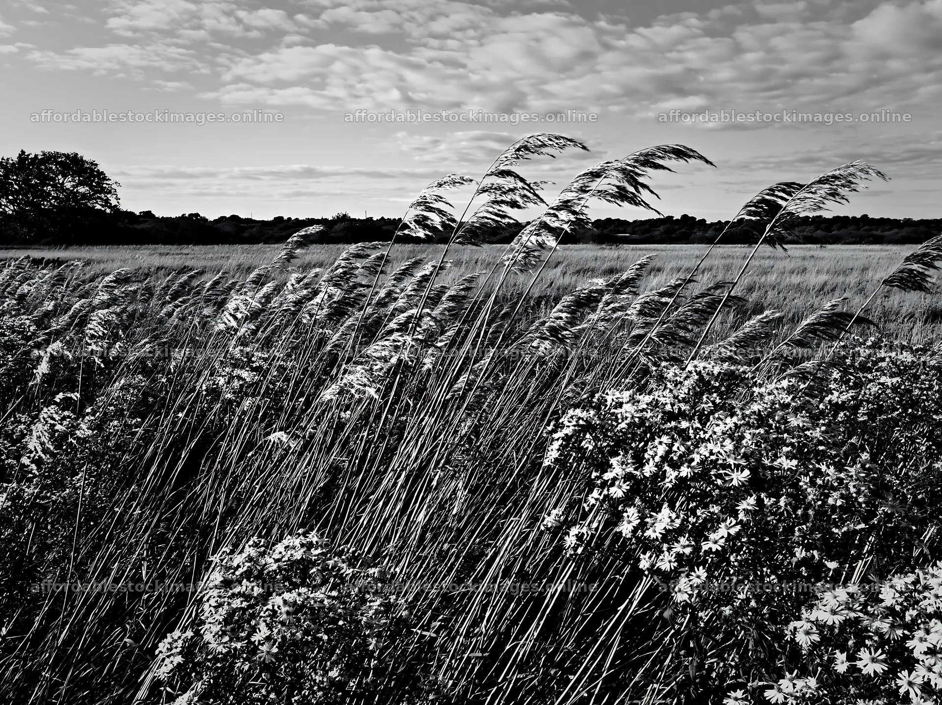 Saga floodplain meadow with reeds and flowers in foreground – stock images 9174x6866