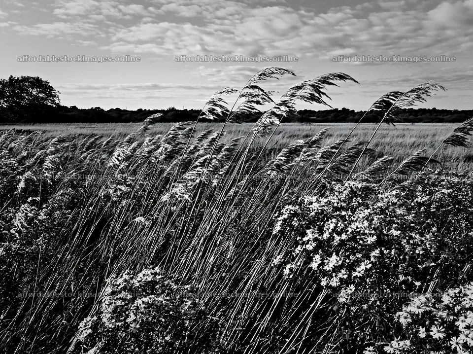 Saga floodplain meadow with reeds and flowers in foreground – stock images 9174x6866